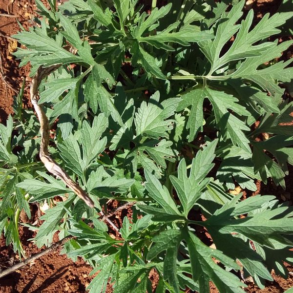 Identificação da planta Rubim por foto