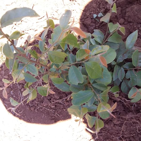 Identificação da planta Canela-de-veado por foto