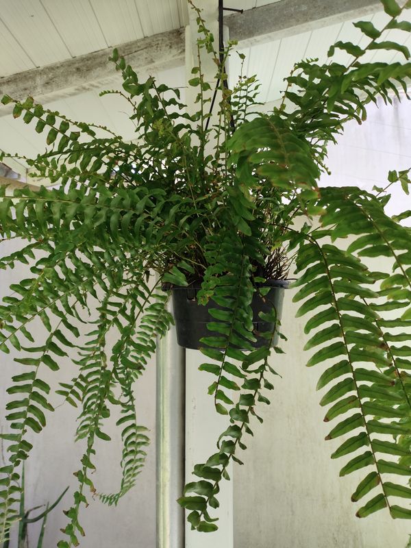 Identificação da planta Samambaia por foto