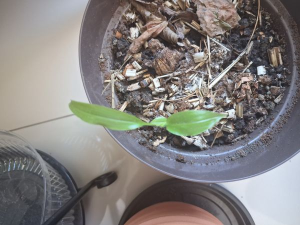Identificação da planta Trapoeraba por foto