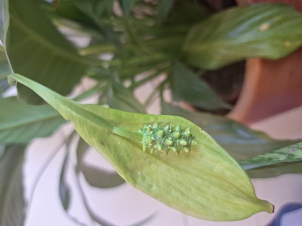 Identificação da planta Lírio da paz por foto