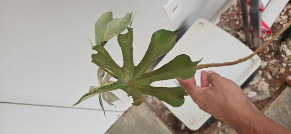 Identificação da planta Embaúba-branca por foto