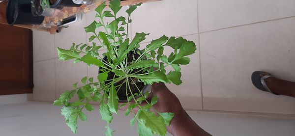 Identificação da planta Agrião por foto