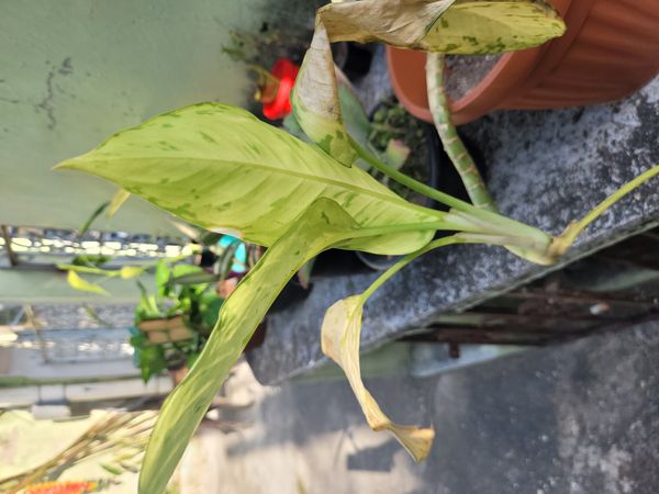 Identificação da planta Café de Salão por foto