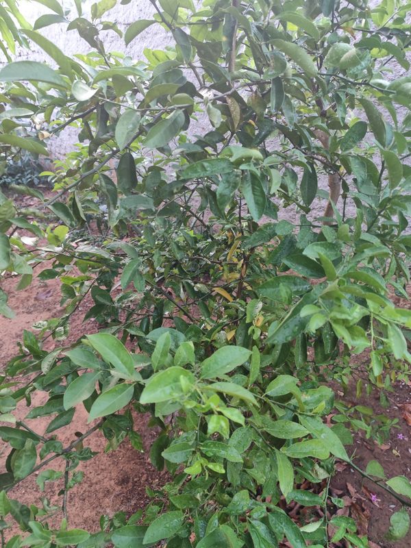 Identificação da planta Limão galego por foto