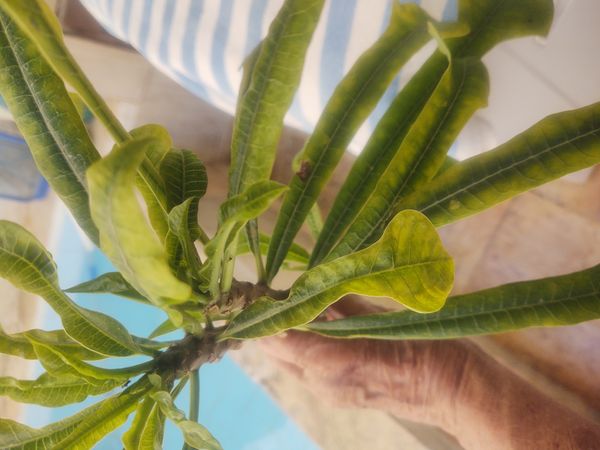 Identificação da planta Jasmim-manga por foto