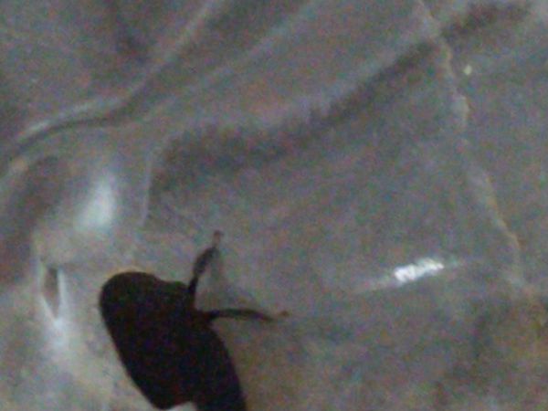 Identificação da planta Uva por foto