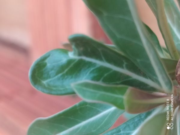 Identificação da planta Rosa do deserto por foto