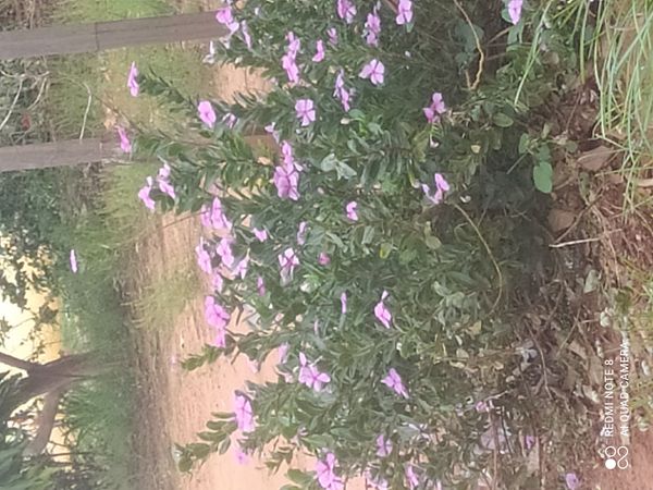Identificação da planta Vinca por foto