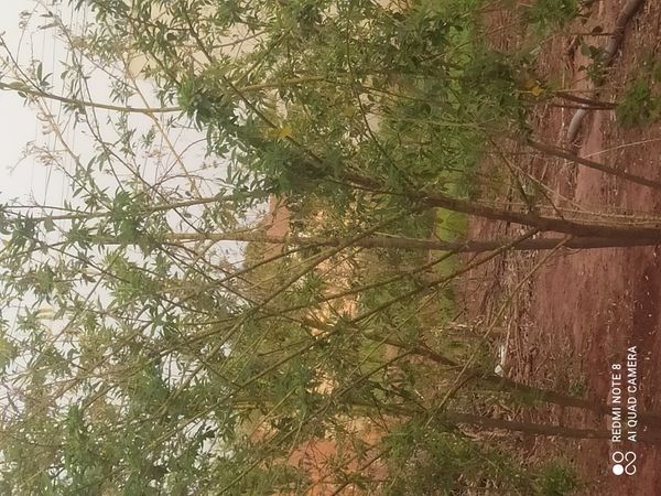Identificação da planta Jasmim-verde por foto