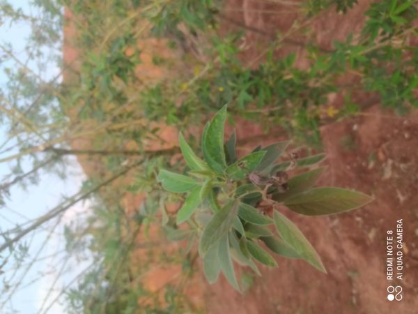 Identificação da planta Guandu por foto