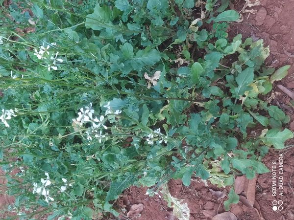 Identificação da planta Rúcula por foto