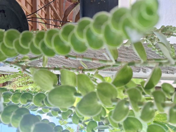 Identificação da planta Tradescantia-nanica por foto