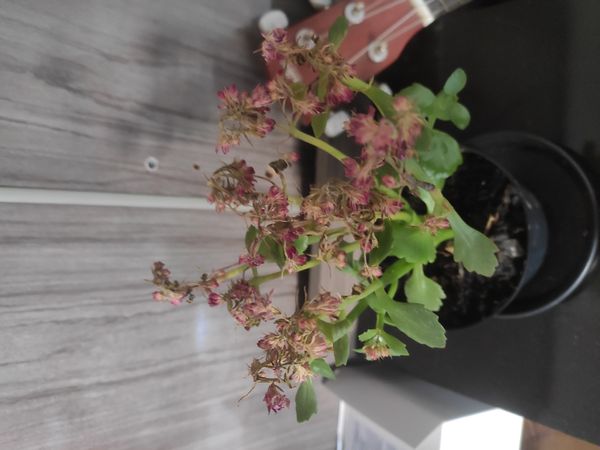 Identificação da planta Flor da fortuna por foto