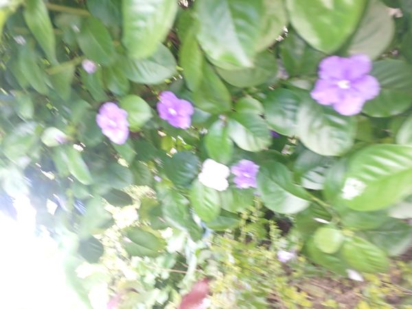 Identificação da planta Manacá-de-cheiro por foto