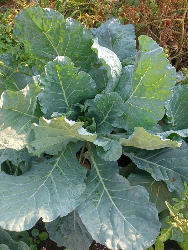 Identificação da planta Couve por foto