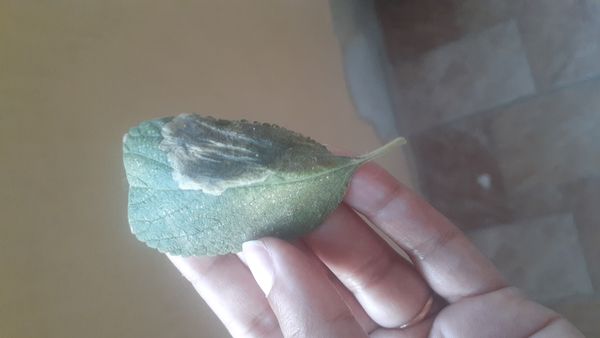 Identificação da planta Cidreira por foto