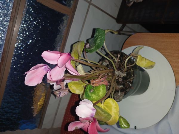 Identificação da planta Ciclame por foto
