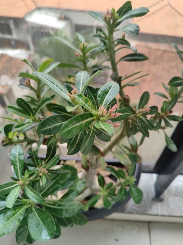 Identificação da planta Rosa do deserto por foto