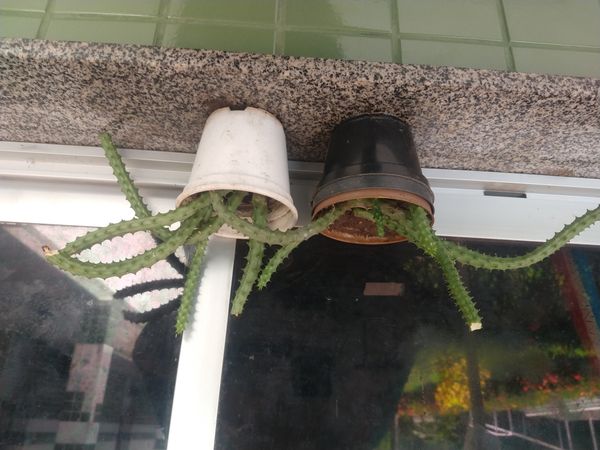 Identificação da planta Rabo de Macaco por foto