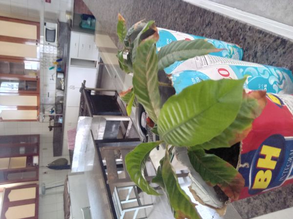 Identificação da planta Café por foto