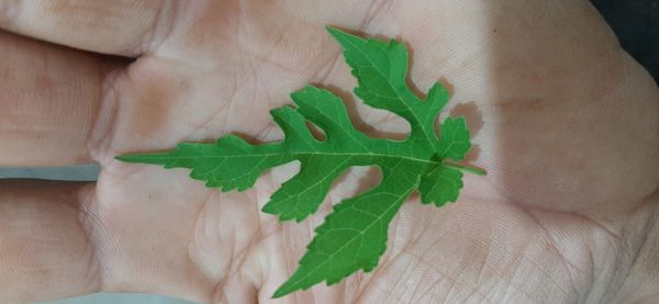 Identificação da planta Amora por foto