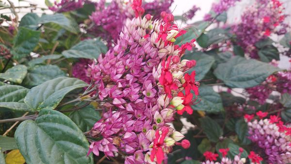 Identificação da planta Lágrima-de-cristo-vermelha por foto