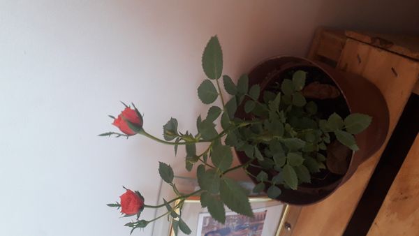 Identificação da planta Rosa Menina por foto
