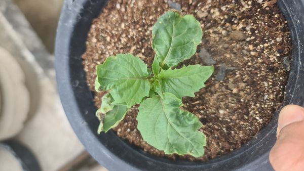 Identificação da planta Kamapu por foto