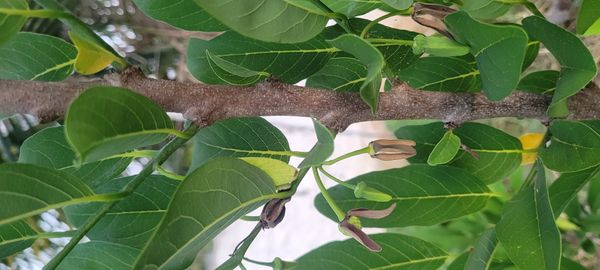 Identificação da planta Fruta-do-conde por foto