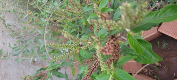 Identificação da planta Alfavaca-de-caboclo por foto