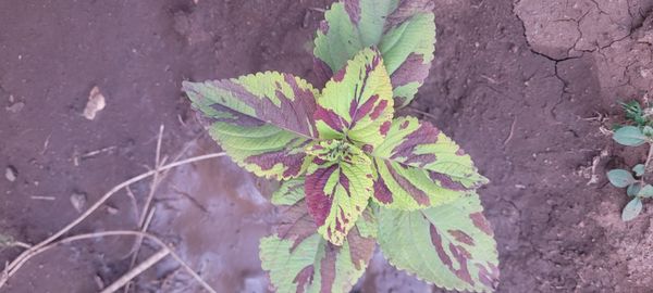Identificação da planta Coléus por foto