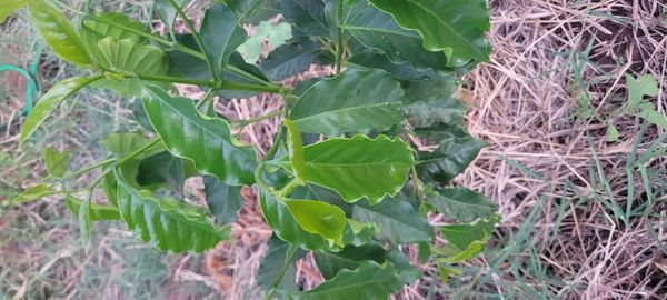Identificação da planta Café por foto