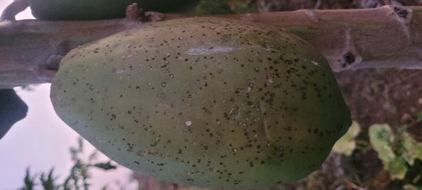 Identificação da planta Mamão por foto