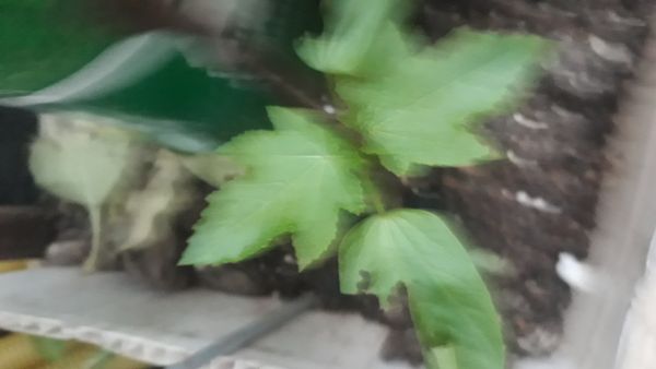 Identificação da planta Mamona por foto