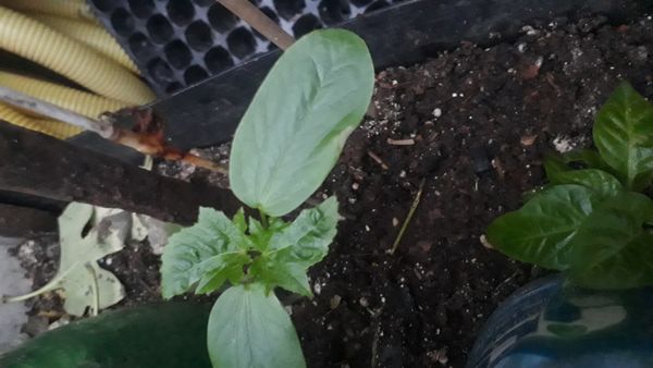 Identificação da planta Pepino por foto