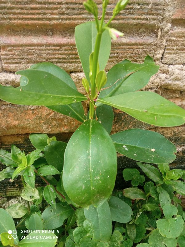 Identificação da planta Maria-gorda por foto