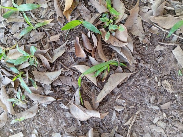 Identificação da planta Grama-missioneira por foto