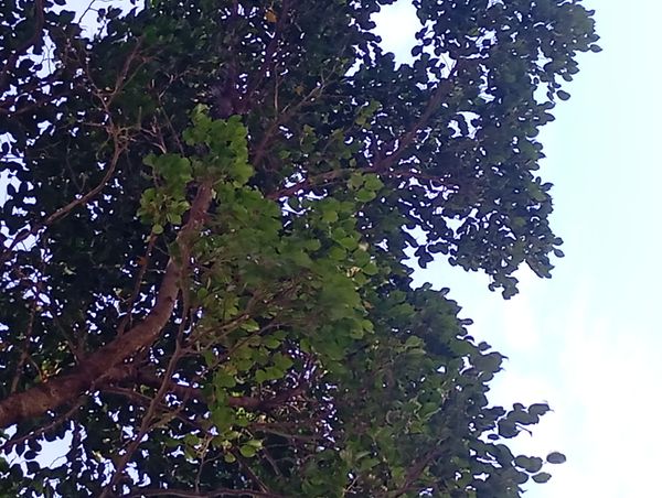 Identificação da planta Figueira-sagrada por foto
