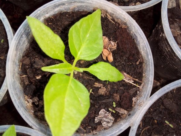 Identificação da planta Malagueta por foto