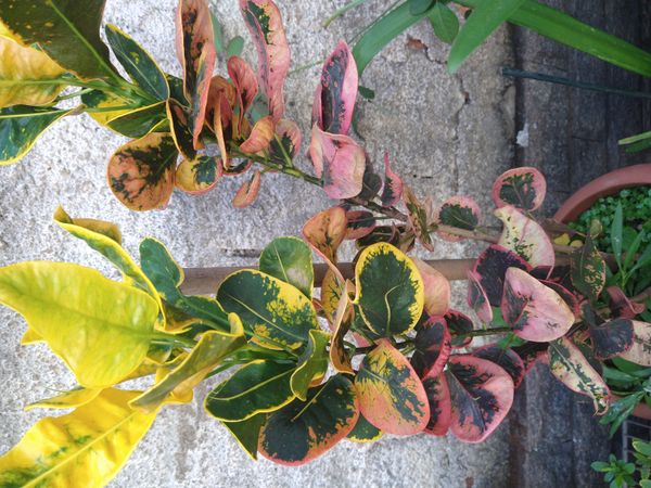 Identificação da planta Cróton por foto