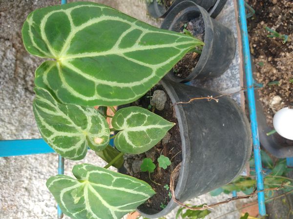 Identificação da planta Antúrio-cristalino por foto