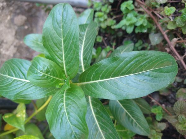 Identificação da planta Vinca por foto