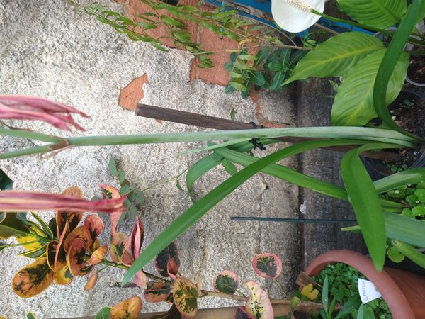 Identificação da planta Açucena por foto