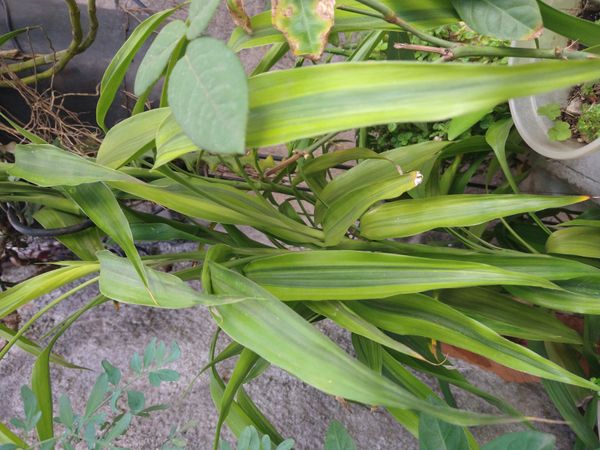 Identificação da planta Bambu da Sorte por foto