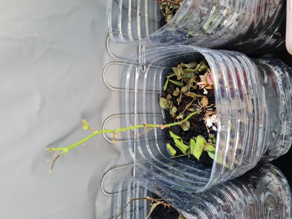 Identificação da planta Rosa Menina por foto