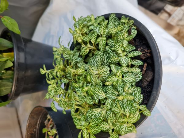 Identificação da planta Nervura-branca por foto