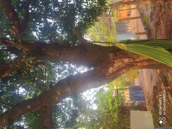 Identificação da planta Mogno-indiano por foto