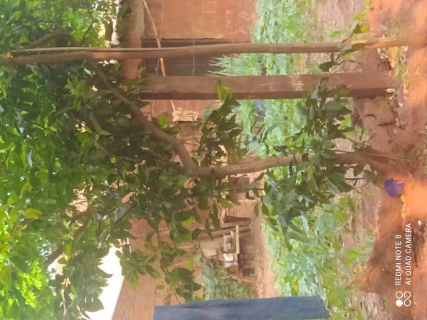 Identificação da planta Mexerica por foto