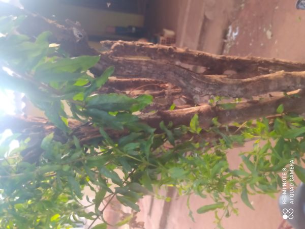 Identificação da planta Romã por foto